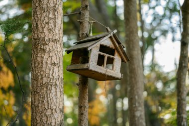Sonbahar ormanında kuş yemliği.