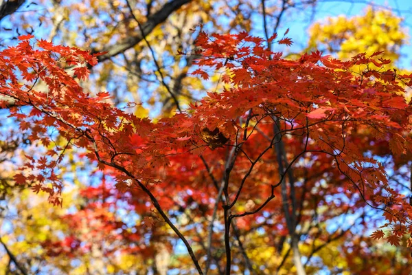 秋天在森林里 枫叶在阳光下 — 图库照片