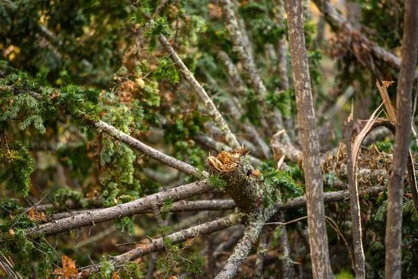 Arbres Cassés Branches Cassées Après Vent Tempête Dans Forêt Automne — Photo