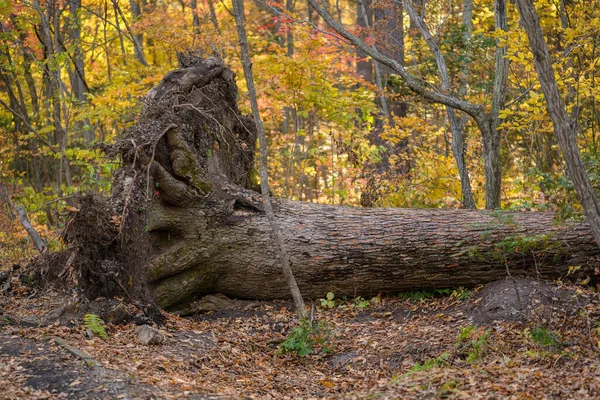 Gebroken Bomen Gebroken Takken Een Stormwind Het Herfstbos — Stockfoto