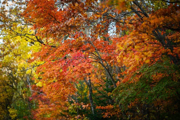 秋天在森林里 枫叶在阳光下 — 图库照片
