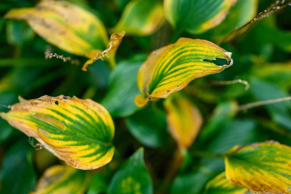 Bladeren Van Hosta Plant Herfst Seizoen Selectieve Focus — Stockfoto