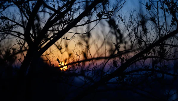 Tree Branch Silhouette Sunset Sky Natural Abstract Background — Stock Photo, Image