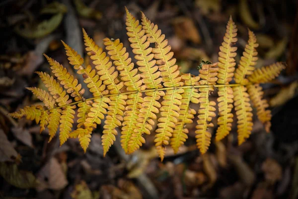 Żółte Liście Paproci Lesie — Zdjęcie stockowe