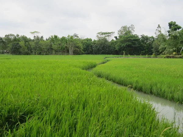 孟加拉国农村稻田和水运河 — 图库照片