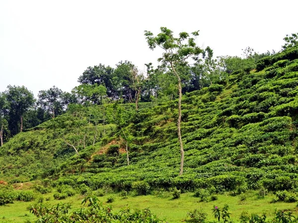 Distrito Srimangal Hogar Bangladesh Plantaciones Más Importantes — Foto de Stock