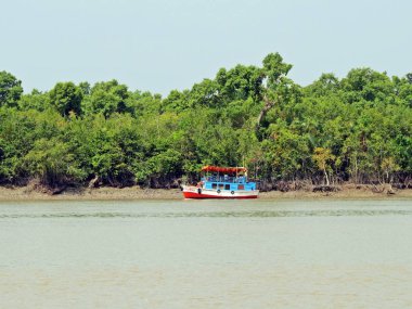 Sundarbans Bengal Körfezi kıyı bölgesinin büyük bir orman ve dünyanın doğal harikaları birini kabul