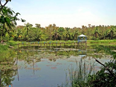Sundarbans Bengal Körfezi kıyı bölgesinin büyük bir orman ve dünyanın doğal harikaları birini kabul