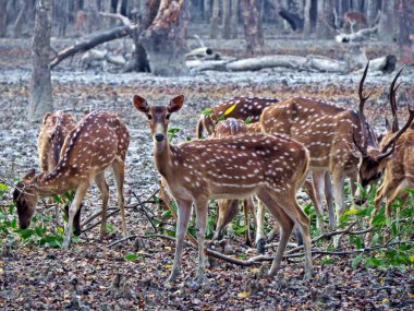 Sundarban benekli geyik doğal yaşam alanıdır. Dünyanın en güzel sevgili biridir.
