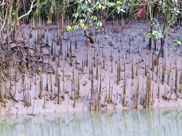 mangroves are shrub or small trees that grow in coastal saline or brackish water, mangroves are found in the tropics and subtropics