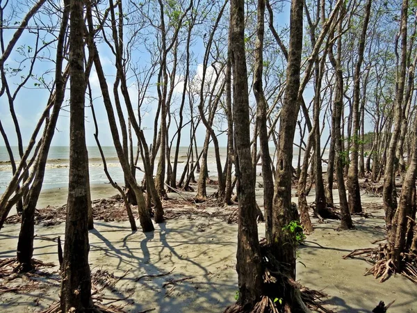 Mangroven Sind Strauch Oder Kleine Bäume Die Salz Oder Brackwasser — Stockfoto