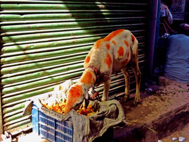 Lahit, Pakistan sokaklarında kına ile renkli keçi