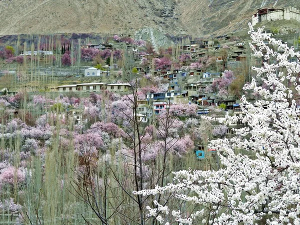 Prestine Hunza valley in the extreme northern part of Pakistan is a hidden gem in the Karakoram Mountains. In March and April apricot and cherry trees blossom all over the valley. Once isolated it can be reached by Karakoram Highway nowadays.