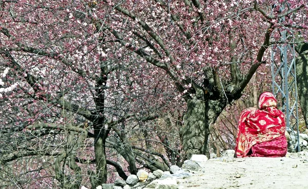 Prestine Hunza valley in the extreme northern part of Pakistan is a hidden gem in the Karakoram Mountains. In March and April apricot and cherry trees blossom all over the valley. Once isolated it can be reached by Karakoram Highway nowadays.