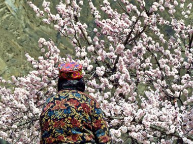 yerel kadın ve çiçek kayısı ağacında prestine Hunza Vadisi, Karakurum karayolu, Pakistan