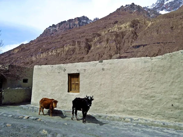 Távoli Shimshal village, Karakoram, északi Pakisztán — Stock Fotó