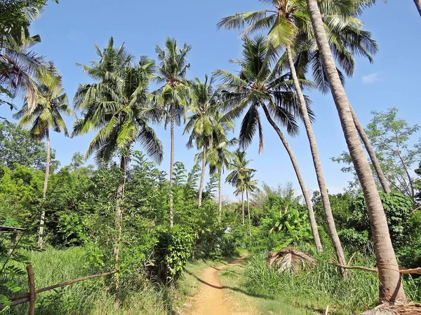 Auroville 也就是黎明之城 在印度南部的 Puducherry 联邦领土上 是泰米尔纳德邦的一个实验性乡镇 它成立于1968年由 Mirra Alfassa 和建筑师罗杰愤怒设计 — 图库照片