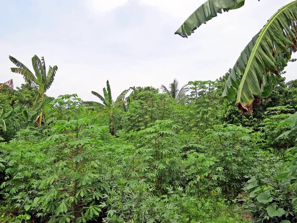 Auroville Stadt Der Morgendämmerung Ist Eine Experimentelle Gemeinde Bundesstaat Tamil — Stockfoto