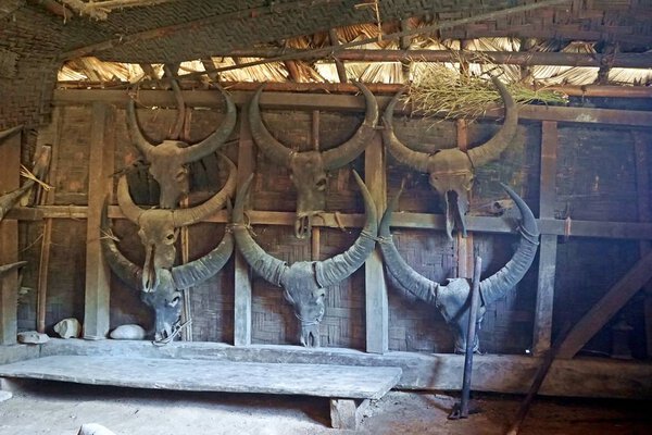 In the tribal village of Longwa local Konyak people decorate their longhouses with various animal skulls. Most of them being skulls of cows and Mithuns or Gayals.