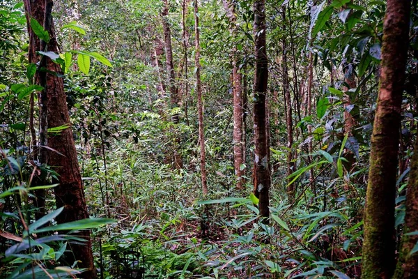 Nam Npa Localizado Província Luang Namtha Primeiro Parque Nacional Lao — Fotografia de Stock