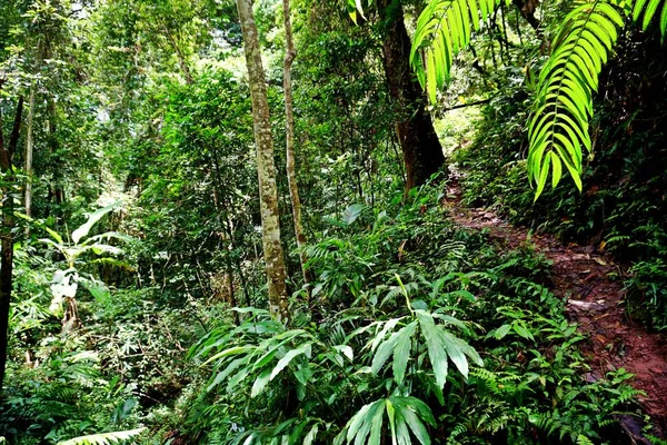 Nam Npa Localizado Província Luang Namtha Primeiro Parque Nacional Lao — Fotografia de Stock