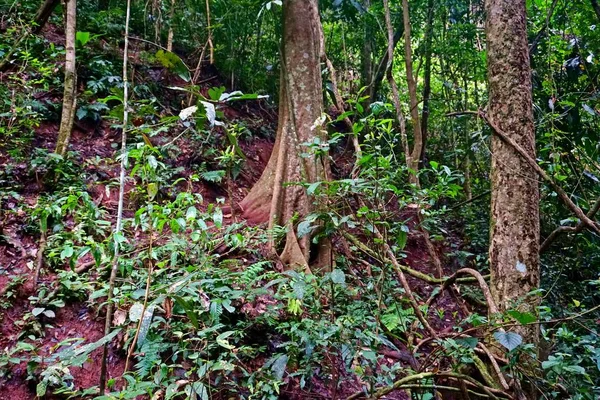 Nam Npa Localizado Província Luang Namtha Primeiro Parque Nacional Lao — Fotografia de Stock