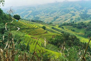Teraslı çeltik tepelik Sapa bölgesinde, Kuzey Vietnam