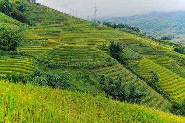 Teraslı çeltik tepelik Sapa bölgesinde, Kuzey Vietnam