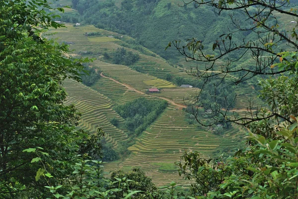 Arroz con terrazas en el distrito montañoso de Sapa, noroeste de Vietnam —  Fotos de Stock