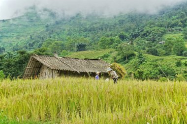 Teraslı çeltik tepelik Sapa bölgesinde, Kuzey Vietnam