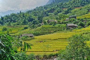 Teraslı çeltik tepelik Sapa bölgesinde, Kuzey Vietnam