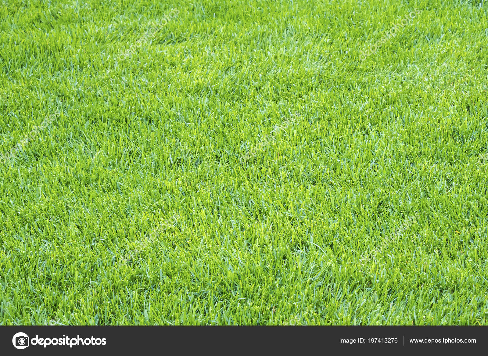 Light Green Grass Texture Background Stock Photo by ©chiyacat 197413276