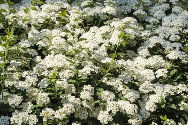 Primer Plano Una Spirea Bush Jardín —  Fotos de Stock