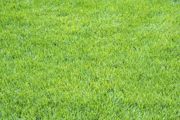 Vert Clair Grass Texture Fond — Photo