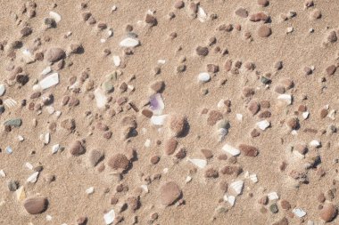 Bir plajda kırmızı kumda gömülü Seashells dokular