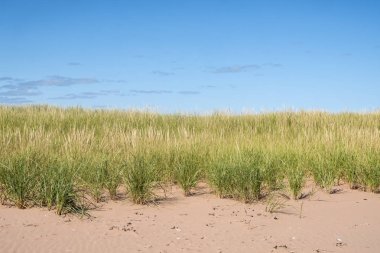 Prince Edward Island Kanada kırmızı kum tepeleri