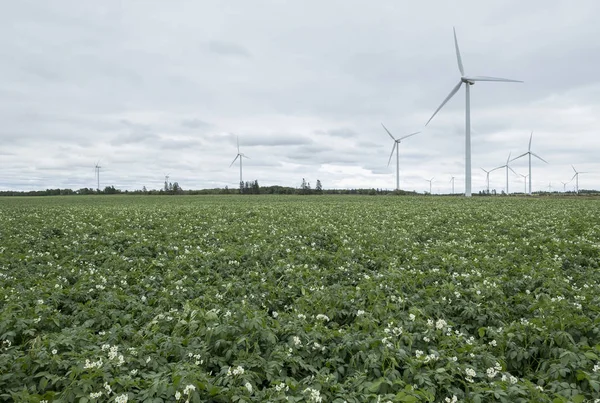 Potato Farming Generation Electricity Wind Turbines — Stock Photo, Image