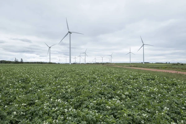 Potato Farming Generation Electricity Wind Turbines — Stock Photo, Image