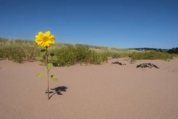 One Lonely Small Sunflowers Blooming Sand Dune Sally Beach Prince — Stock Photo, Image