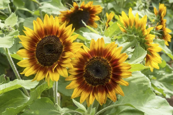 Close Colorful Sun Flowers — Stock Photo, Image