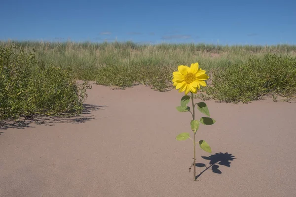 One Lonely Small Sunflowers Blooming Sand Dune Sally Beach Prince — Stock Photo, Image