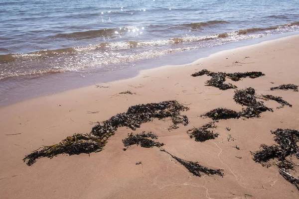 Rode Zandstrand Van Prince Edward Island Canada — Stockfoto