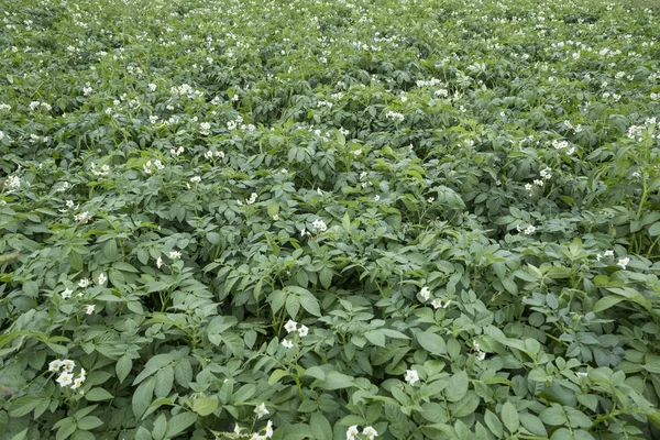 Bir Çiftlikte Patates Alanının Yakın Çekim — Stok fotoğraf