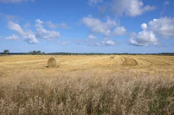 Bales of Hay in the Field in Western Part of Prince Edward Island Canada