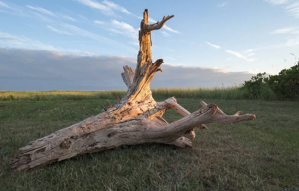 Big Piece Driftwood Grassy Area All Lit Sunset — Stock Photo, Image