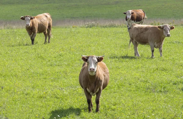 Grazing Gado Campo — Fotografia de Stock