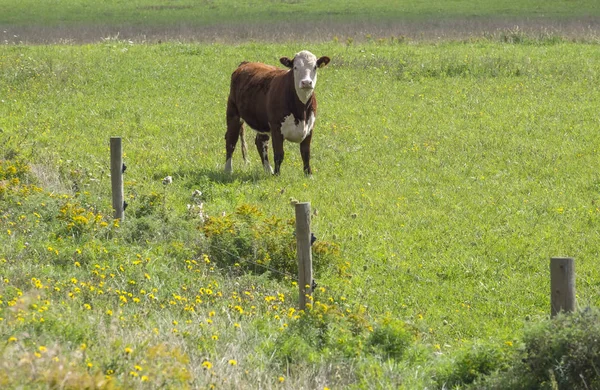 Bovine Pășunând Câmp — Fotografie, imagine de stoc