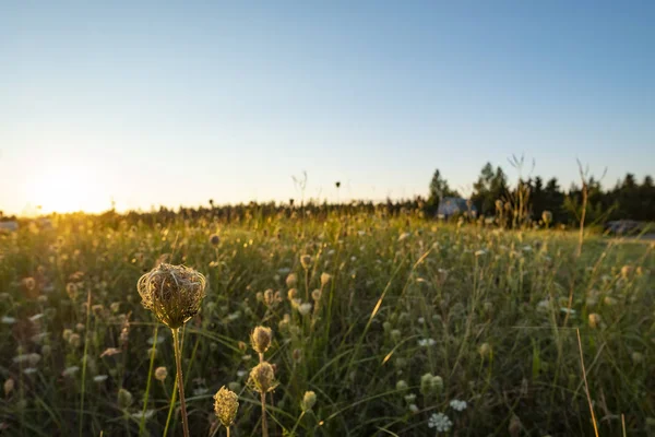 Encaje Reina Ana Flores Volver Lit Atardecer — Foto de Stock