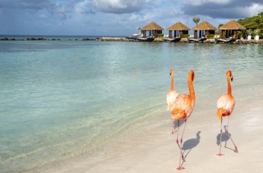 Vahşi Pink Flamingos bir Karayip plaj Cabanas içinde belgili tanımlık geçmiş ile