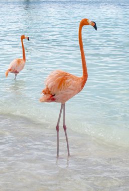 Wild Pink Flamingos on a Caribbean Beach clipart